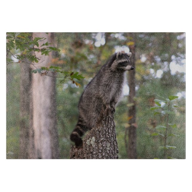 Waschbär auf Stumpf-Schneidebrett Schneidebrett (Vorderseite)