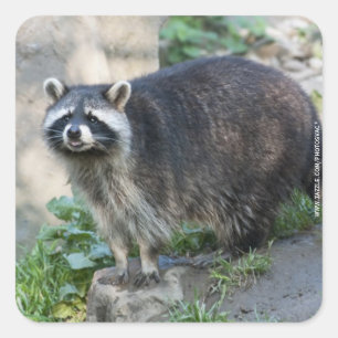 Waschbär-Aufkleber Quadratischer Aufkleber