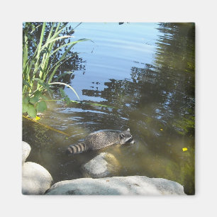 Waschbär beim Baden Magnet