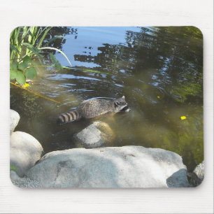 Waschbär beim Baden Mousepad