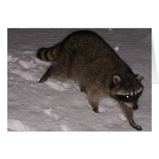 Waschbär-Besucher in der Schnee-Karte