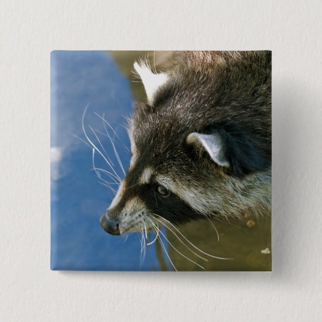 Waschbär Button (Vorderseite)