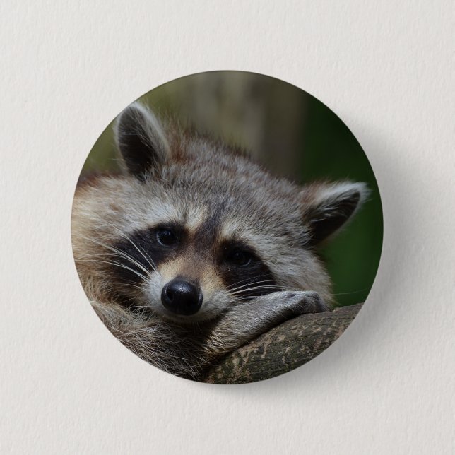 Waschbär Button (Vorderseite)