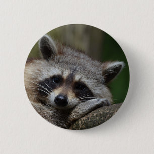 Waschbär Button