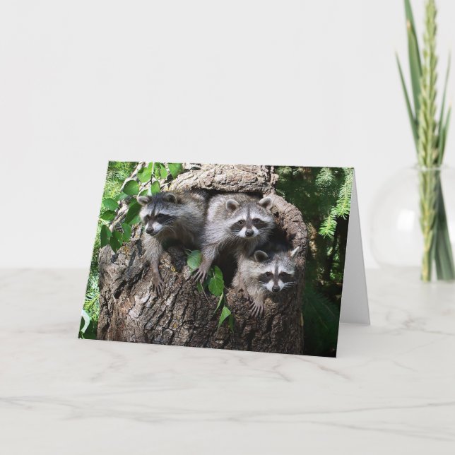 Waschbär - die drei Freunde Karte (Vorderseite)
