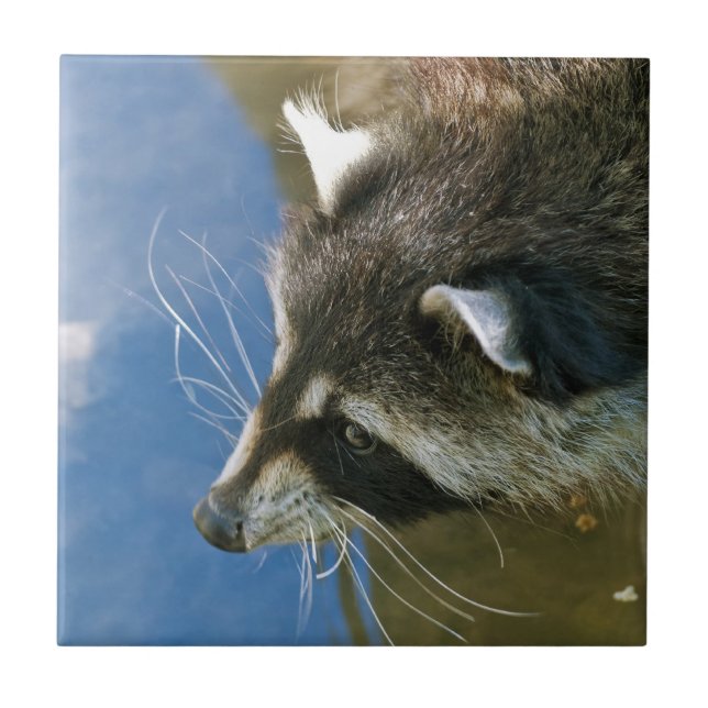 Waschbär Fliese (Vorderseite)