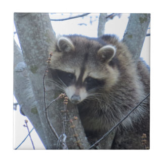 Waschbär Fliese