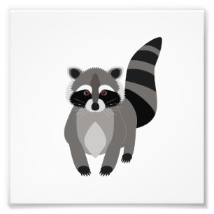 Waschbär-Gauner Fotodruck