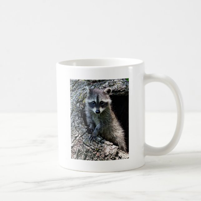Waschbär in der Höhle Kaffeetasse (Rechts)