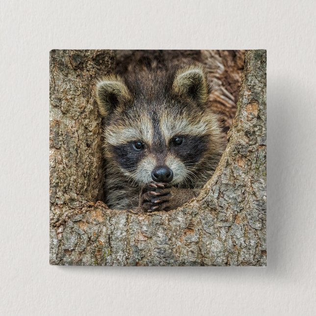 Waschbär in einer Baumhöhle Button (Vorderseite)