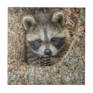Waschbär in einer Baumhöhle geschmiegt Fliese