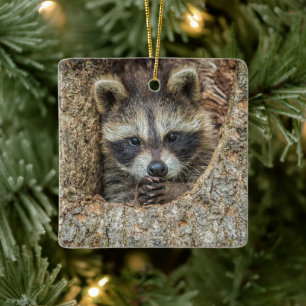Waschbär in einer Baumhöhle geschmiegt Keramikornament