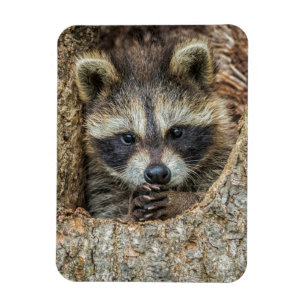 Waschbär in einer Baumhöhle geschmiegt Magnet