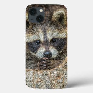 Waschbär in einer Baumhöhle kuschelnd Case-Mate iPhone Hülle