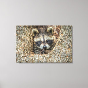 Waschbär in einer Baumhöhle Leinwanddruck