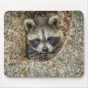Waschbär in einer Baumhöhle Mousepad