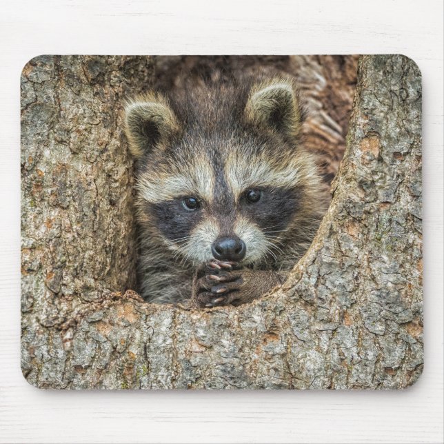 Waschbär in einer Baumhöhle Mousepad (Vorne)