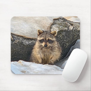 Waschbär in Strandfelsen im Winter Mousepad