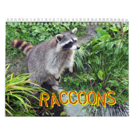 Waschbär-Kalender Kalender