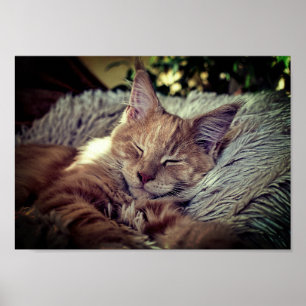 Waschbär-Katze Schlafensmaine auf der Couch Poster
