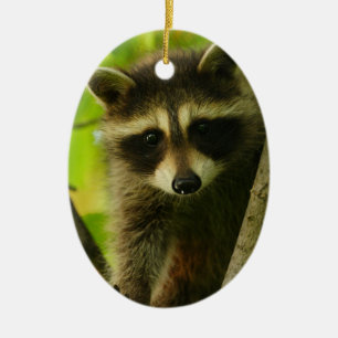 Waschbär Keramikornament