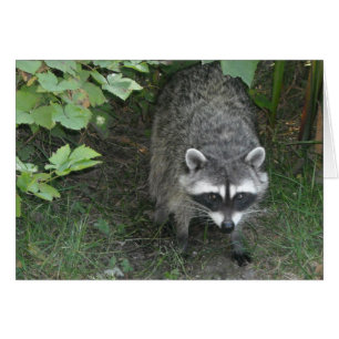 Waschbär - leer