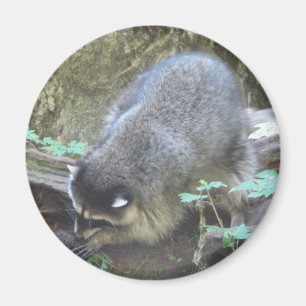Waschbär Magnet