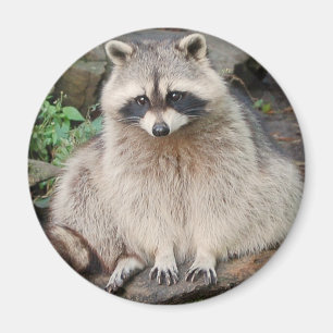 Waschbär Magnet