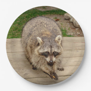 Waschbär mit einem Chip Pappteller