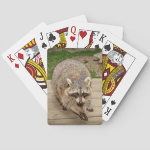 Waschbär mit einem Chip Spielkarten