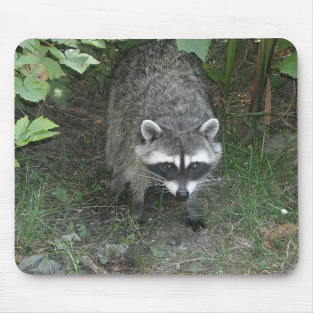 Waschbär Mousepad (Vorne)