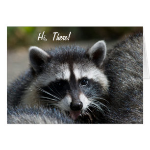 Waschbär-Nahaufnahme-Karte