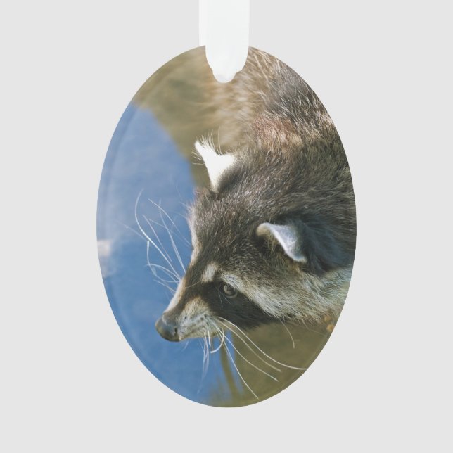 Waschbär Ornament (Vorderseite)
