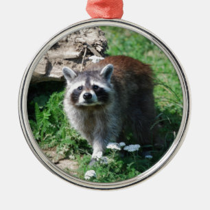 Waschbär Ornament Aus Metall