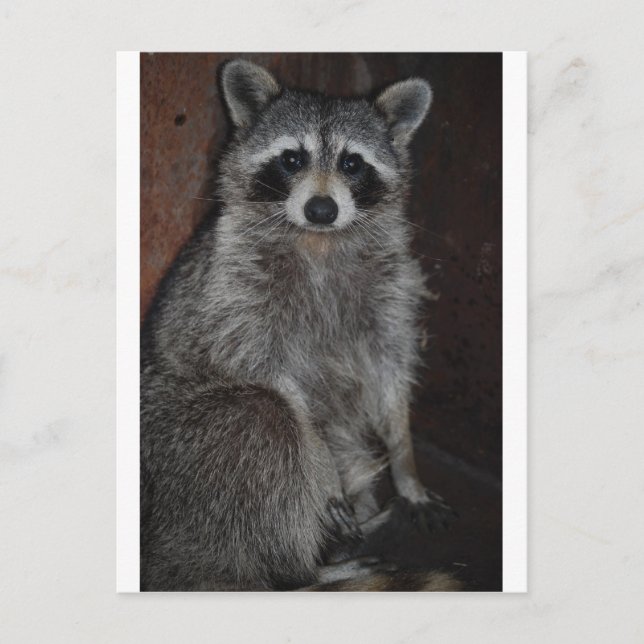 Waschbär Postkarte (Vorderseite)