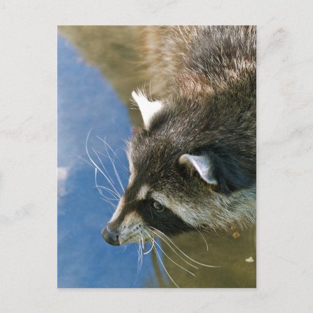 Waschbär Postkarte (Vorderseite)