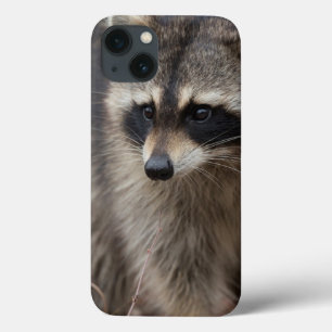 Waschbär, Procyon lotor, Florida Case-Mate iPhone Hülle