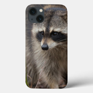 Waschbär, Procyon lotor, Florida iPhone 13 Hülle