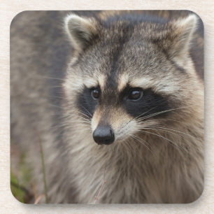 Waschbär, Procyon lotor, Florida Getränkeuntersetzer