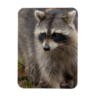 Waschbär, Procyon lotor, Florida Magnet