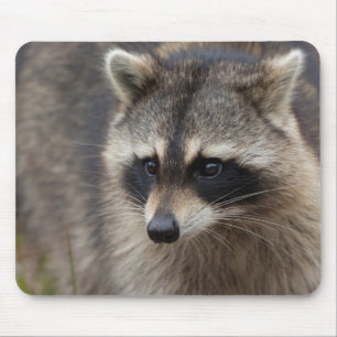 Waschbär, Procyon lotor, Florida Mousepad