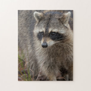 Waschbär, Procyon lotor, Florida Puzzle