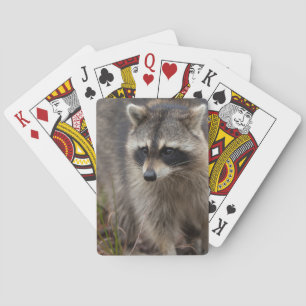 Waschbär, Procyon lotor, Florida Spielkarten