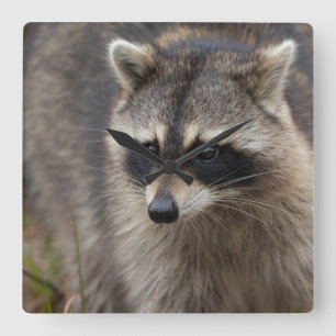 Waschbär, Procyon lotor, Florida, USA 1 Quadratische Wanduhr