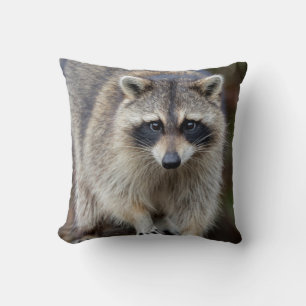 Waschbär, Procyon lotor, Florida, USA 2 Kissen
