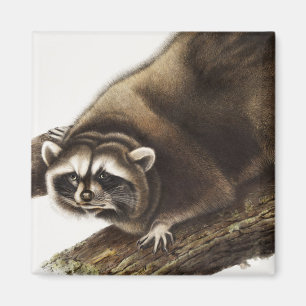 Waschbär (Procyon lotor) Illustration Magnet