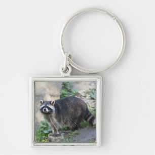 Waschbär-Schlüsselanhänger Schlüsselanhänger