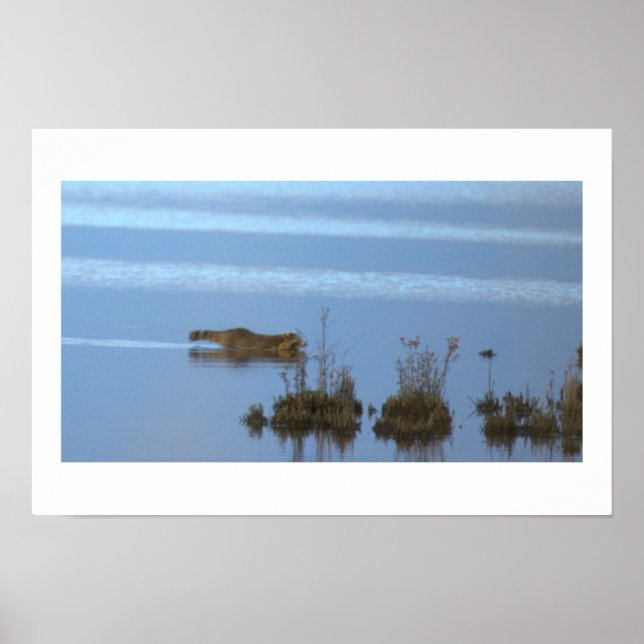 Waschbär-Schwimm-Foto-Poster Poster (Vorne)