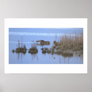 Waschbär-Schwimm-Foto-Poster Poster