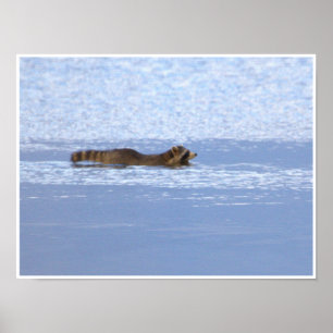Waschbär-Schwimm-Foto-Poster Poster
